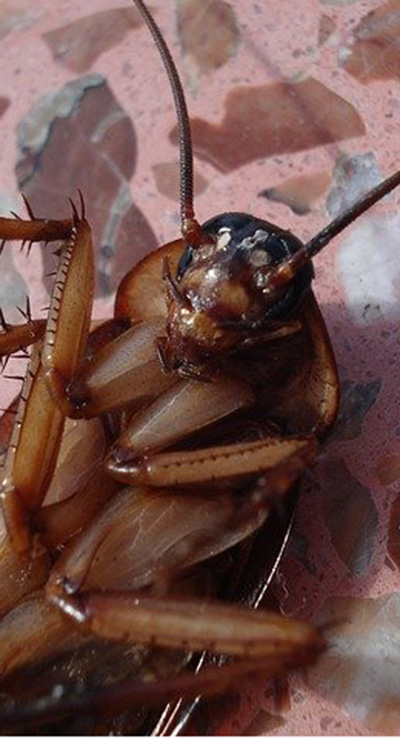 cockroach-15093_640