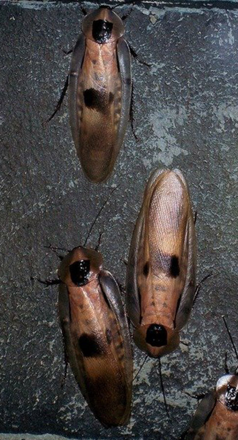 cucarachas2